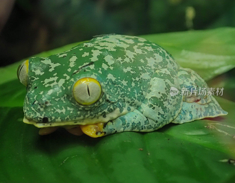 锦绣叶蛙(Cruziohyla calcarifer)